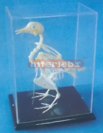 PIGEON SKELETON